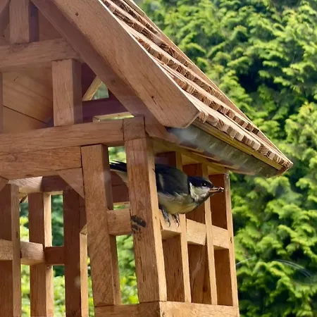 Hébergement de vacances Bisamlodge *